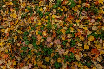 Sikhote-Alin Biosphere Reserve. Far Eastern autumn taiga. Autumn leaves fallen from trees.