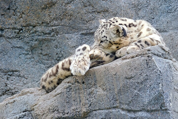 Schneeleopard ( Panthera uncia ).