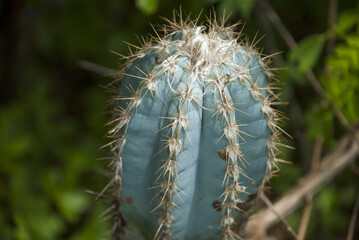 Close up of globe shaped cactus