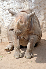 Fototapeta premium Ostafrikanisches Spitzmaulnashorn ( Diceros bicornis michaeli ) Jungtier.