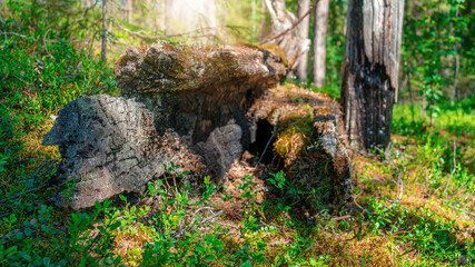 The sun illuminates a littered tree in a beautiful taiga forest. Travel beyond the Arctic Circle.