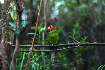 Red-masked parakeet (Psittacara erythrogenys)