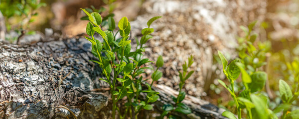 Close up of green moss. Taiga forest background.