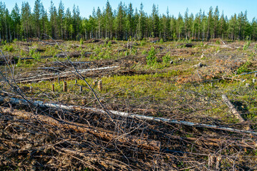 Ecological problem of deforestation, deforestation of taiga for construction needs.
