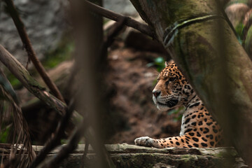 Jaguar (Panthera onca)