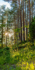 The nature of the taiga. Beautiful summer forest landscape with fir trees. Vertical format.