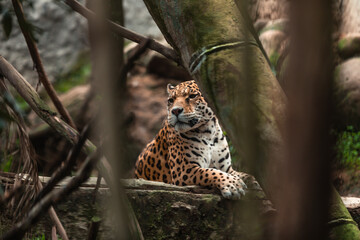 Jaguar (Panthera onca)