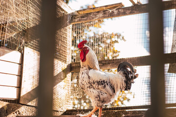 Closeup of a white rooster in the chicken coop. © Yadier O  Oyola Cotto/Wirestock