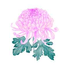 菊 花　大菊 厚物 ピンク　水彩 イラスト