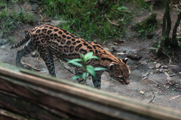 Ocelot (Leopardus pardalis)