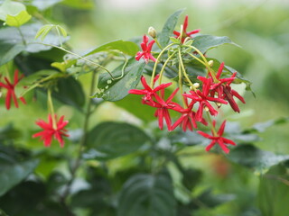 Rangoon Creeper, Chinese honey Suckle, Drunen sailor, Combretum indicum DeFilipps name red pink and white flower blooming in garden on blurred of nature background