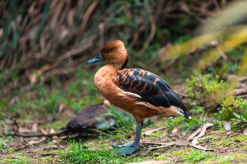 Fulvous whistling duck (Dendrocygna bicolor)
