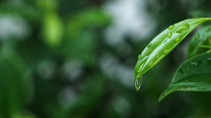 Natural green leaf in the garden. Close-up water drop on the green leaves.