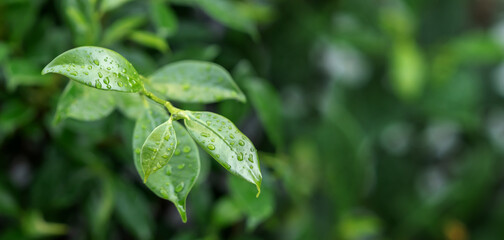 Nature trees in the park used for the backgrounds