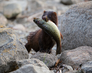 Closeup of a mink with a big fish in its mouth