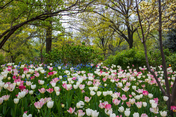 Field of tulips of colors and trees