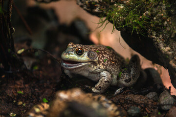 American bullfrog (Lithobates catesbeianus)