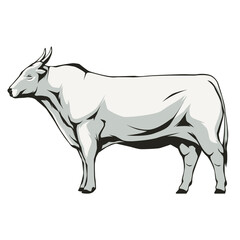 Illustration of a cow on white background