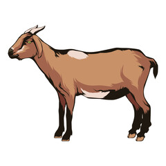 Illustration of goat on white background