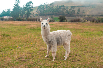 llama in the grass © sidoy