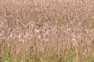 wheat field in summer