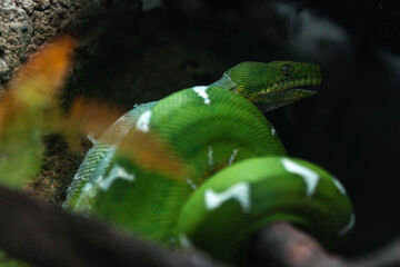Amazon Basin emerald tree boa (Corallus batesii)