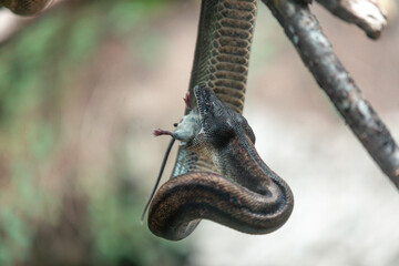 Snake (Philodryas amaru) in nature park, Ecuador 