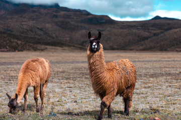 llama in the mountains, Cotopaxi National Park, Ecuador