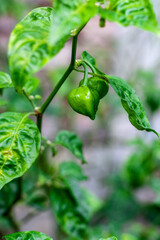 Organic green chili pepper on the tree close up