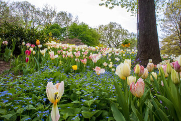 Colorful tulips in the garden