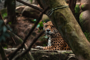 Jaguar (Panthera onca)