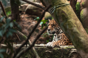 Jaguar (Panthera onca)