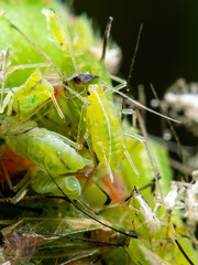 Aphid Colony Close-up. Greenfly or Green Aphid Garden Parasite Insect Pests Macro on Green Background