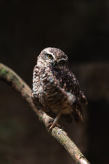 Burrowing owl (Athene cunicularia)