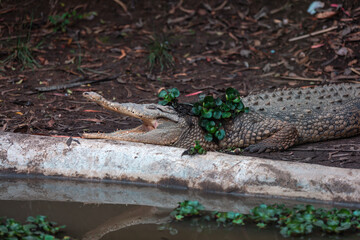 American crocodile (Crocodylus acutus)