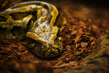 Boa snake 