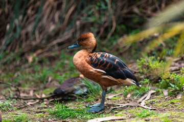 Fulvous whistling duck (Dendrocygna bicolor)