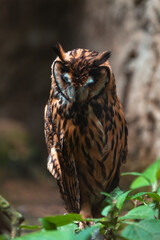 Stygian owl (Asio stygius)