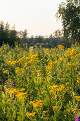 Scenery. A forest glade with blooming yellow tansy against the background of a large birch. Collection of medicinal herbs. July evening, setting sun, good weather.