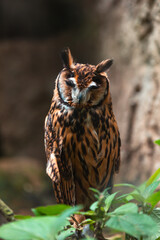 Stygian owl (Asio stygius)