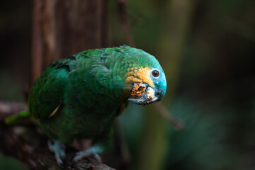 Orange-winged amazon (Amazona amazónica)