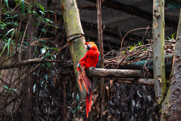 Red-and-green macaw (Ara chloropterus)