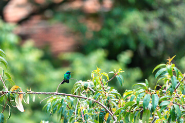 Hummingbird