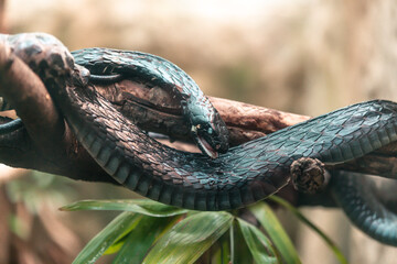 Chironius grandiscuamis