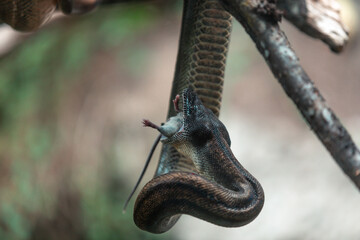 Snake (Philodryas amaru) in nature park, Ecuador 