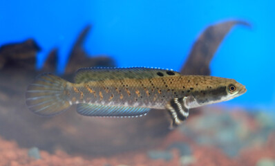 Snakeheads fish or channa in the aquarium.