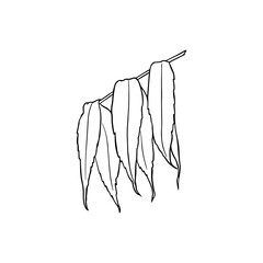 autumn long narrow willow leaves isolated on a white. illustration of branches and narrow long eucalyptus leaves.