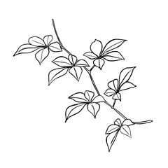 Hanging branches of autumn ivy. Plants, tree leaf vector Ink images autumn leaves isolated on a white.