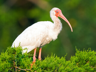 White Ibis Standing in A Tree