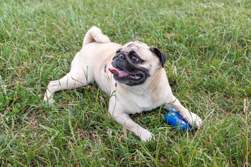 Pug dog playing with a toy on the grass.